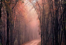 足总将免费接送球迷往返吉隆坡支持我国雄狮队.